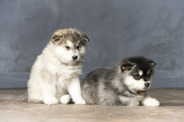 Wonderful puppies of the Alaskan Malamute
