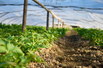 young shoots of potatoes in the ground in the greenhouse