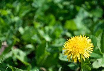 dandelion on a green background