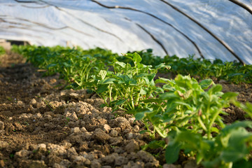 young shoots of potatoes in the ground in the greenhouse