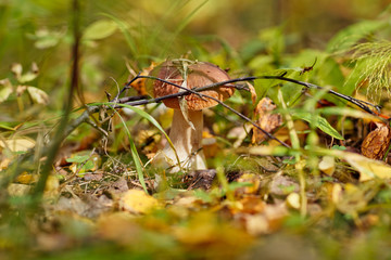 грибы в лесу