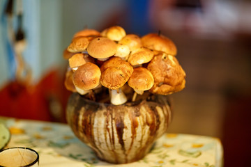 грибы для сушки