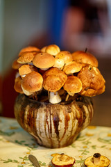 грибы для сушки