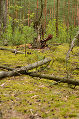 Summer wild thick forest with large beautiful trees and green grass