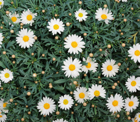 background of large white daisies bloomed in the spring