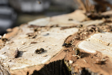 Bee on a cut tree