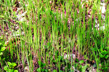 Rarely growing young grass in early spring.