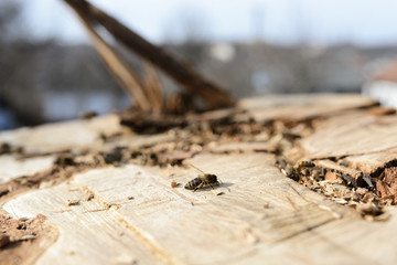 Bee on a cut tree