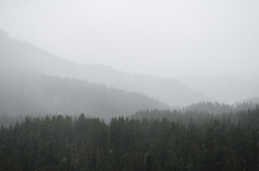 Landscape of a deep mountain valley with a pine forest and plenty of fog and clouds on a spring morning, during a light snowfall, Trentino Alto Adige, Italy