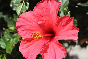 rote Hibiskus Blüte auf Teneriffa © isel69