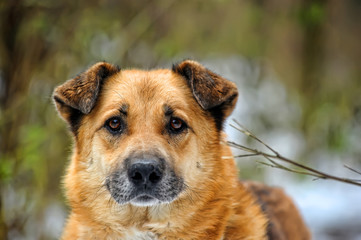 Red-haired dog mongrel in winter