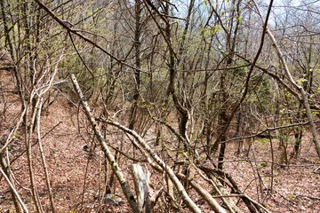 beautiful spring time in dolomiti mountails