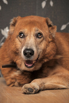 Beautiful alabai central Asian shepherd dog