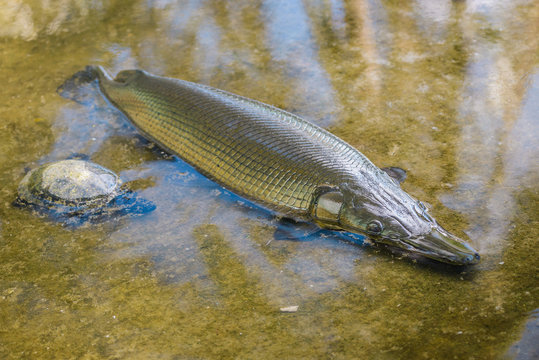  Alligator gar fish.The fish is also known for its ability to survive outside the water, being able to last for up to two hours above the surface.