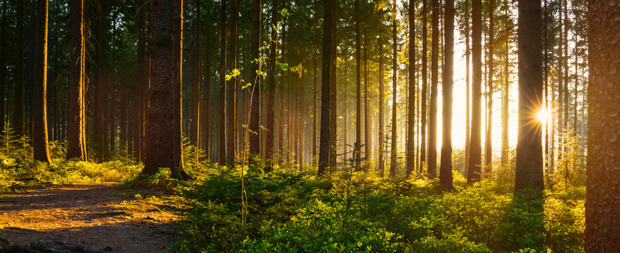 Silent Forest in spring with beautiful bright sun rays © AA+W