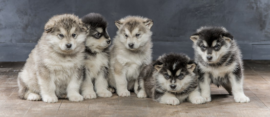 5 serious puppies of the Alaskan Malamute