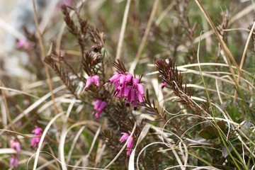 detail of beautiful purple heather in blossom