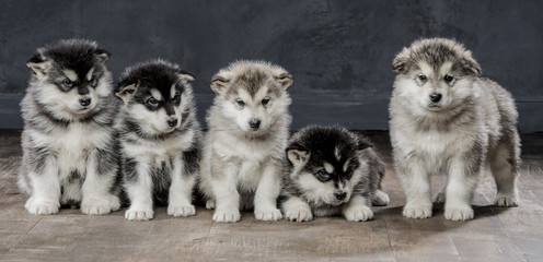 5 serious puppies of the Alaskan Malamute