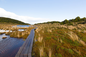 Waitonga Falls Track bei Ohakune in Neuseeland Wanderweg