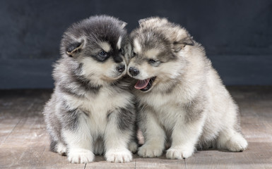 2 wonderful puppies of Alaskan Malamute