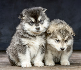 Obraz premium 2 wonderful puppies of Alaskan Malamute