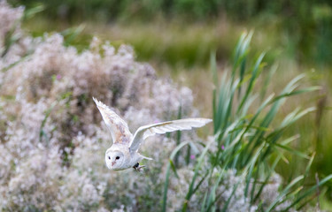 Barn Owl