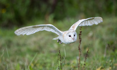 Barn Owl