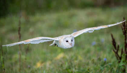 Barn Owl