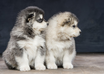 Fototapeta premium 2 wonderful puppies of Alaskan Malamute