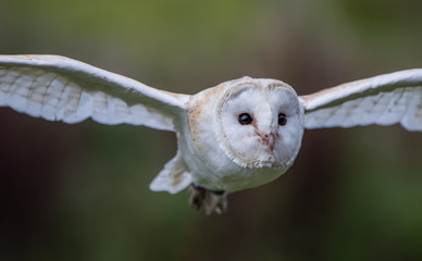 Barn Owl
