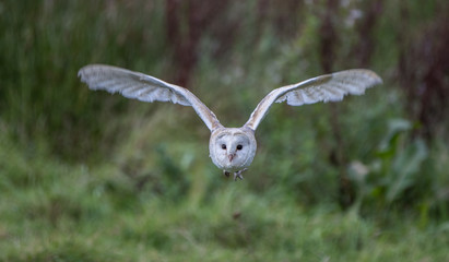 Barn Owl