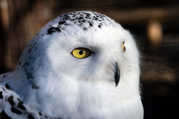 Nahaufnahme einer Schnee-Eule