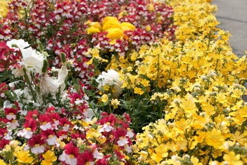 Obraz premium multi colored decorative flowers in a park