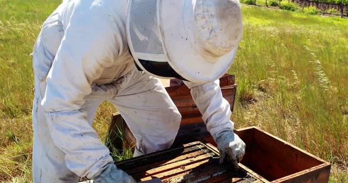 Beekeeper removing a wooden frame from beehive