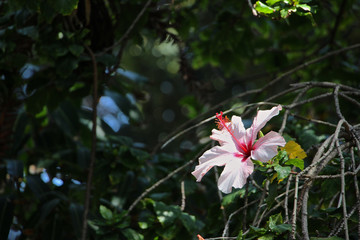 pink-weiße Hibiskus-Blüte am Baum 