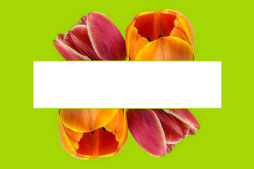 blossoming tulip flowers frame