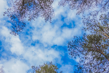 Небо, кроны деревьев