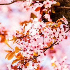 trees pink blossoming, spring time
