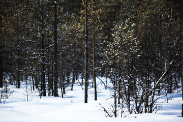 Snow-covered winter russian forest