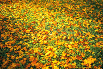 Fallen leaves lie on the ground