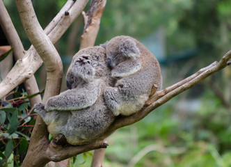 Koala and baby Koala