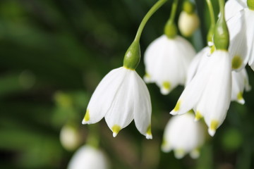 Fototapeta premium White Snowdrop Spring Flower