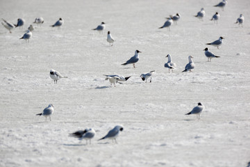 Black-headed (Larus ridibundus)