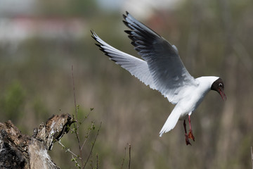 Black-headed (Larus ridibundus)