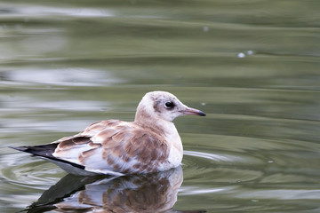 Black-headed (Larus ridibundus)