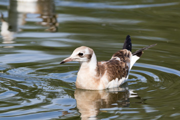 Black-headed (Larus ridibundus)