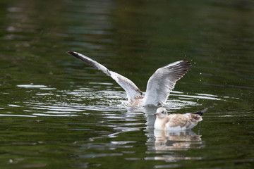 Black-headed (Larus ridibundus)