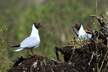 Black-headed (Larus ridibundus)