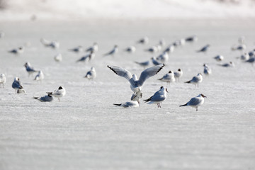 Black-headed (Larus ridibundus)