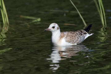 Black-headed (Larus ridibundus)